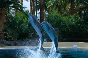 Mirage Dolphin Habitat & Secret Garden